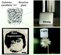 Graphical abstract: Nanocellulose/bioactive glass cryogels as scaffolds for bone regeneration