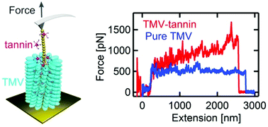 Graphical abstract: A single-molecule atomic force microscopy study reveals the antiviral mechanism of tannin and its derivatives