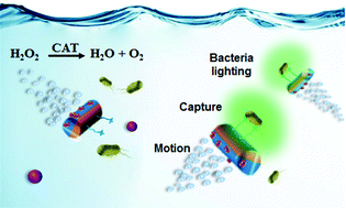 Graphical abstract: Janus micromotors for motion-capture-lighting of bacteria