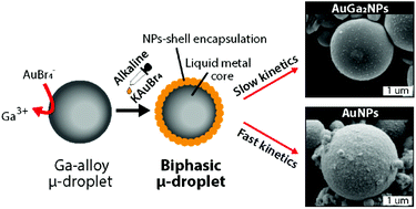 Graphical abstract: Synthesis of sub-micrometer biphasic Au–AuGa2/liquid metal frameworks