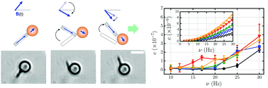 Graphical abstract: Direct measurement of Lighthill's energetic efficiency of a minimal magnetic microswimmer