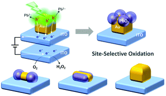 Graphical abstract: Accelerated site-selective photooxidation on Au nanoparticles via electrochemically-assisted plasmonic hole ejection