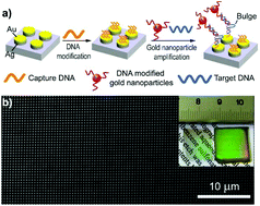 Graphical abstract: Plasmonic bimetallic nanodisk arrays for DNA conformation sensing