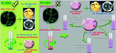 Graphical abstract: Efficient encapsulation of theranostic nanoparticles in cell-derived exosomes: leveraging the exosomal biogenesis pathway to obtain hollow gold nanoparticle-hybrids