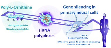 Graphical abstract: Polyornithine-based polyplexes to boost effective gene silencing in CNS disorders