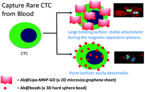 Graphical abstract: A two-dimensional immunomagnetic nano-net for the efficient isolation of circulating tumor cells in whole blood