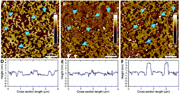 Graphical abstract: Membrane domain modulation of Aβ1–42 oligomer interactions with supported lipid bilayers: an atomic force microscopy investigation