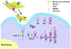 Graphical abstract: Biodegradable MnO2 nanosheet mediated hybridization chain reaction for imaging of human apurinic/apyrimidinic endonuclease 1 activity in living cells