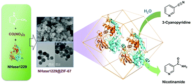 Graphical abstract: Biomimetic mineralization of nitrile hydratase into a mesoporous cobalt-based metal–organic framework for efficient biocatalysis