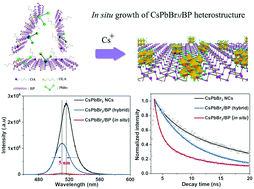 Graphical abstract: In situ preparation of a CsPbBr3/black phosphorus heterostructure with an optimized interface and photodetector application