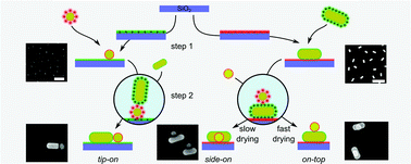 Graphical abstract: Self-assembly of spherical and rod-shaped nanoparticles with full positional control