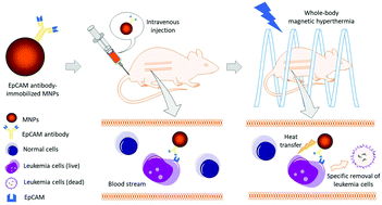 Graphical abstract: Targeted removal of leukemia cells from the circulating system by whole-body magnetic hyperthermia in mice