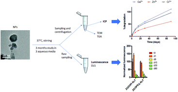 Graphical abstract: Degradation of ZnGa2O4:Cr3+ luminescent nanoparticles in lysosomal-like medium