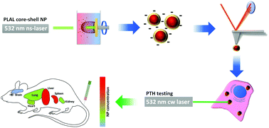 Graphical abstract: Synthesis of gold–silica core–shell nanoparticles by pulsed laser ablation in liquid and their physico-chemical properties towards photothermal cancer therapy