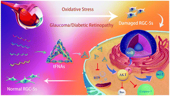 Graphical abstract: Tetrahedral framework nucleic acids prevent retina ischemia-reperfusion injury from oxidative stress via activating the Akt/Nrf2 pathway