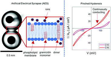 Graphical abstract: Memristive plasticity in artificial electrical synapses via geometrically reconfigurable, gramicidin-doped biomembranes