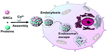 Graphical abstract: A modular approach for cytosolic protein delivery: metal ion-induced self-assembly of gold nanoclusters as a general platform