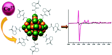 Graphical abstract: Amplified vibrational circular dichroism as a manifestation of the interaction between a water soluble gold nanocluster and cobalt salt