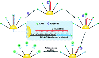 Graphical abstract: An RNase H-powered DNA walking machine for sensitive detection of RNase H and the screening of related inhibitors