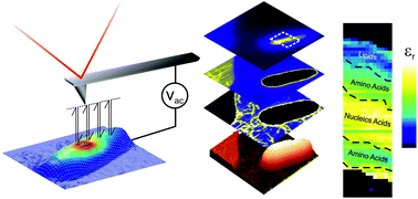 Graphical abstract: Mapping the dielectric constant of a single bacterial cell at the nanoscale with scanning dielectric force volume microscopy