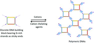 Graphical abstract: Reversible reconfiguration of high-order DNA nanostructures by employing G-quartet toeholds as adhesive units