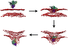 Graphical abstract: Membrane lipids destabilize short interfering ribonucleic acid (siRNA)/polyethylenimine nanoparticles