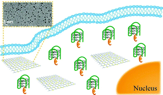 Graphical abstract: Au nanoparticles deposited on ultrathin two-dimensional covalent organic framework nanosheets for in vitro and intracellular sensing