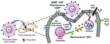 Graphical abstract: Natural tripeptide capped pH-sensitive gold nanoparticles for efficacious doxorubicin delivery both in vitro and in vivo