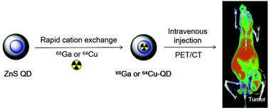 Graphical abstract: Rapid chelator-free radiolabeling of quantum dots for in vivo imaging