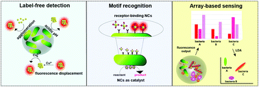 Graphical abstract: Effective detection of bacteria using metal nanoclusters