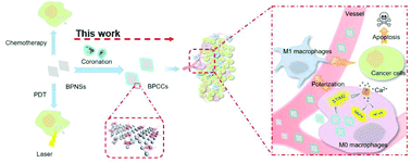 Graphical abstract: Exploiting the protein corona: coating of black phosphorus nanosheets enables macrophage polarization via calcium influx