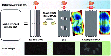 Graphical abstract: Folding of single-stranded circular DNA into rigid rectangular DNA accelerates its cellular uptake
