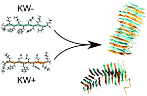 Graphical abstract: Molecular complementarity and structural heterogeneity within co-assembled peptide β-sheet nanofibers