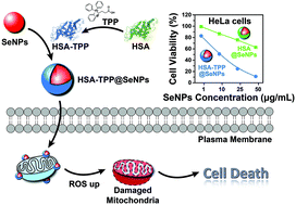 Graphical abstract: Mitochondrion-targeted selenium nanoparticles enhance reactive oxygen species-mediated cell death