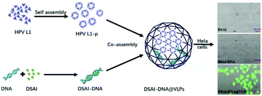 Graphical abstract: Co-assembly of HPV capsid proteins and aggregation-induced emission fluorogens for improved cell imaging