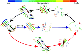 Graphical abstract: Thermo- and pH-responsive fibrillization of squid suckerin A1H1 peptide