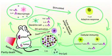 Graphical abstract: A trustworthy CpG nanoplatform for highly safe and efficient cancer photothermal combined immunotherapy