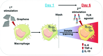 Graphical abstract: Pristine graphene induces innate immune training