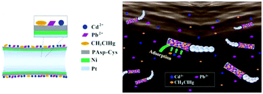 Graphical abstract: Effective removal of inorganic and organic heavy metal pollutants with poly(amino acid)-based micromotors