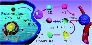 Graphical abstract: Eliciting an immune hot tumor niche with biomimetic drug-based multi-functional nanohybrids augments immune checkpoint blockade-based breast cancer therapy