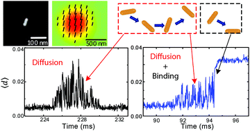 Graphical abstract: Interferometric spectroscopy and high-speed orientation detection of individual gold nanorods