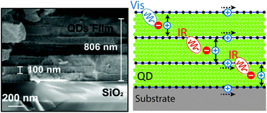 Graphical abstract: Near full light absorption and full charge collection in 1-micron thick quantum dot photodetector using intercalated graphene monolayer electrodes