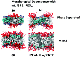 Graphical abstract: Decoupling copolymer, lipid and carbon nanotube interactions in hybrid, biomimetic vesicles