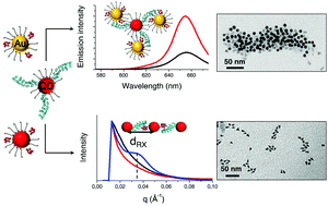 Graphical abstract: Hybrid gold nanoparticle–quantum dot self-assembled nanostructures driven by complementary artificial proteins