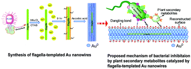 Graphical abstract: Natural flagella-templated Au nanowires as a novel adjuvant against Listeria monocytogenes