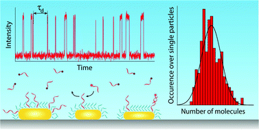 Graphical abstract: Dynamic single-molecule counting for the quantification and optimization of nanoparticle functionalization protocols