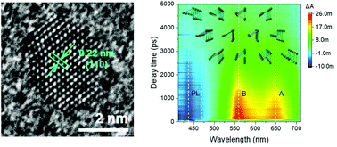 Graphical abstract: Photocarrier relaxation pathways in selenium quantum dots and their application in UV-Vis photodetection