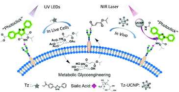 Graphical abstract: Near-infrared light controlled fluorogenic labeling of glycoengineered sialic acids in vivo with upconverting photoclick nanoprobe