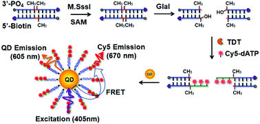 Graphical abstract: Construction of a single quantum dot nanosensor with the capability of sensing methylcytosine sites for sensitive quantification of methyltransferase