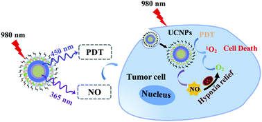 Graphical abstract: Construction of a near-infrared responsive upconversion nanoplatform against hypoxic tumors via NO-enhanced photodynamic therapy